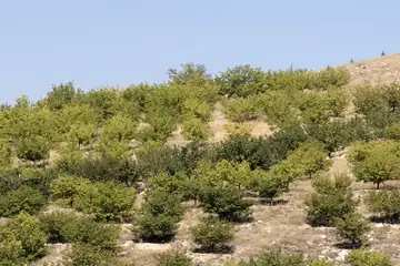 Kayısı Fiyatları: Malatya Kayısısı ve Güncel Bilgiler