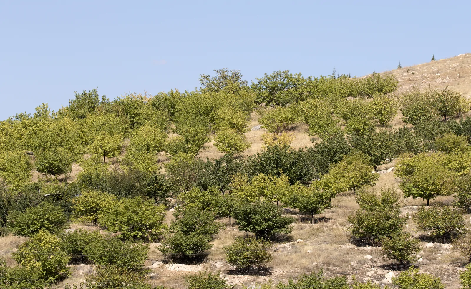 Kayısı Fiyatları: Malatya Kayısısı ve Güncel Bilgiler