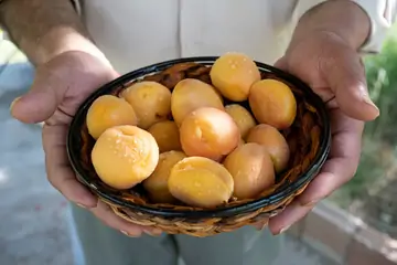Kayısı Fiyatları ve Malatya Kayısısı Satın Alma Rehberi