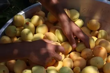Kayısı Sipariş Ver: Malatya'nın Eşsiz Lezzetini Evinize Taşıyın