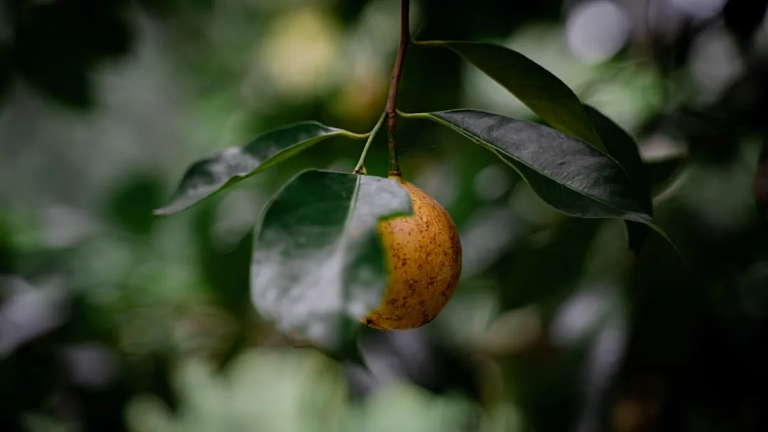 Discover the Best Kayısı Fiyat: A Guide to Buying Malatya Apricots